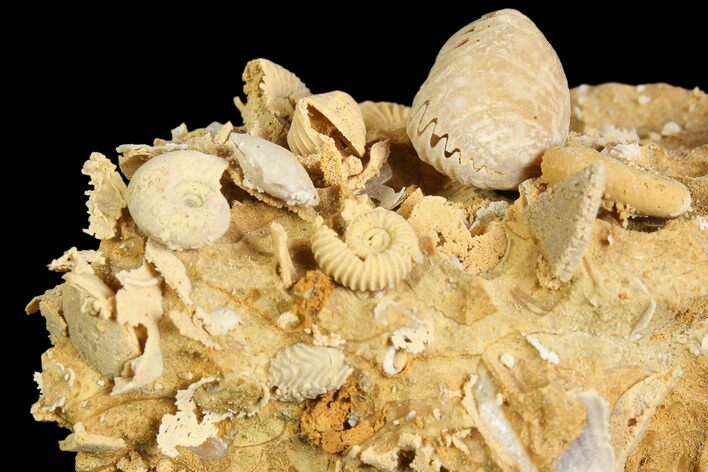 Exquisite Miniature Ammonite Fossil Cluster - France #92513